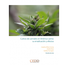 Cultivo de cannabis en América Latina: su erradicación y efectos